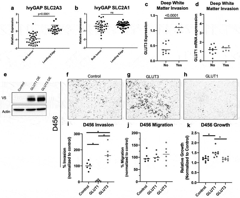 A role for GLUT3 in glioblastoma cell invasion that is not recapitulated by GLUT1.