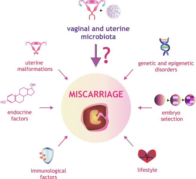 Can <i>Lactobacillus</i> spp. Be a Factor Reducing the Risk of Miscarriage?