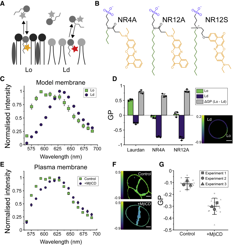 Long-term STED imaging of membrane packing and dynamics by exchangeable polarity-sensitive dyes.