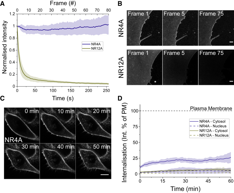 Long-term STED imaging of membrane packing and dynamics by exchangeable polarity-sensitive dyes.