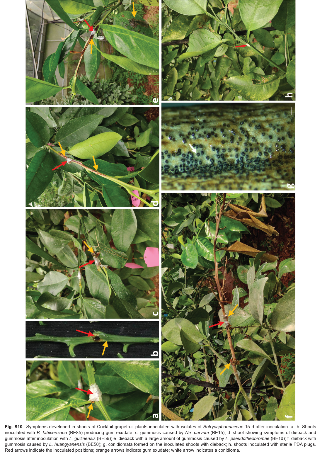 Species of <i>Botryosphaeriaceae</i> associated with citrus branch diseases in China.