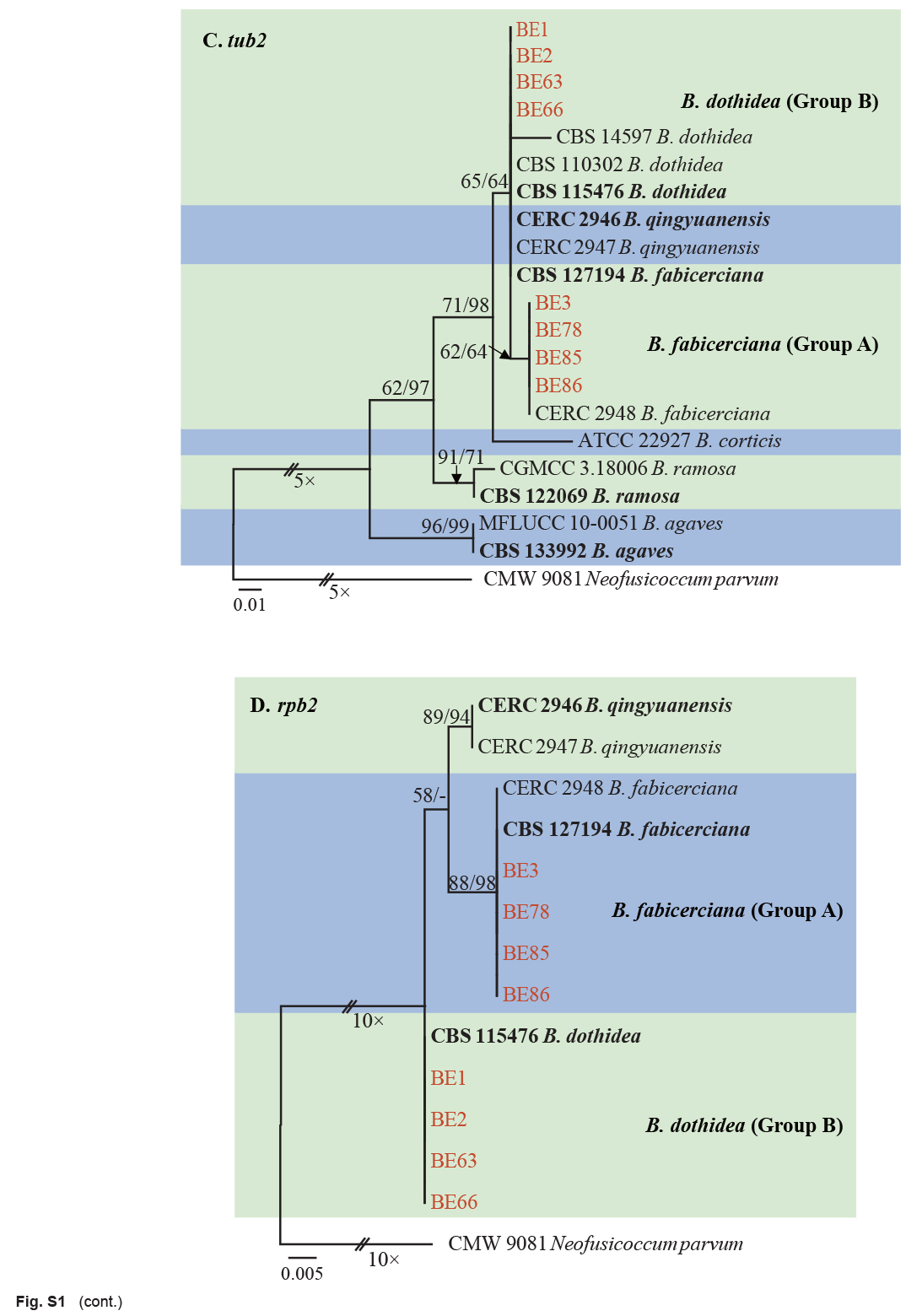 Species of <i>Botryosphaeriaceae</i> associated with citrus branch diseases in China.