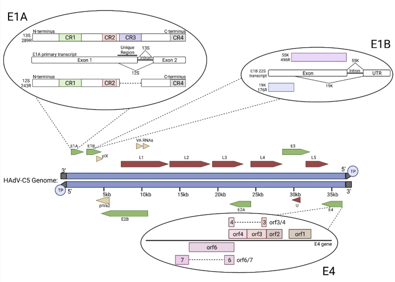 Almost famous: Human adenoviruses (and what they have taught us about cancer)