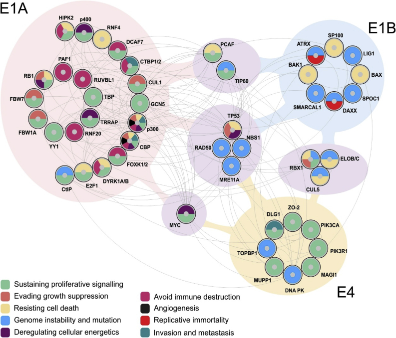 Almost famous: Human adenoviruses (and what they have taught us about cancer)