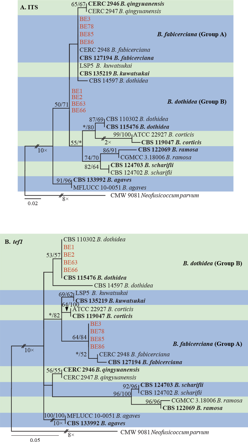 Species of <i>Botryosphaeriaceae</i> associated with citrus branch diseases in China.