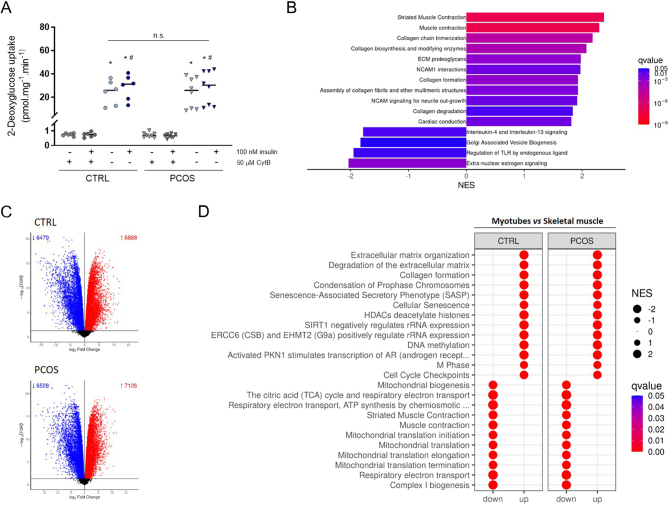 Non-cell autonomous mechanisms control mitochondrial gene dysregulation in polycystic ovary syndrome.