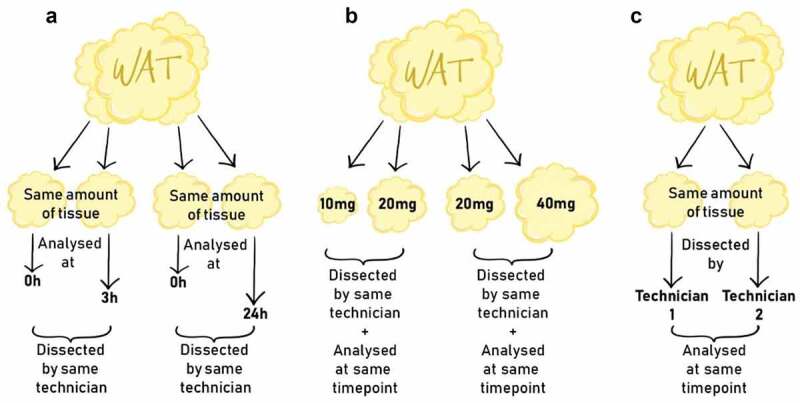 Reliability and variation in mitochondrial respiration in human adipose tissue.