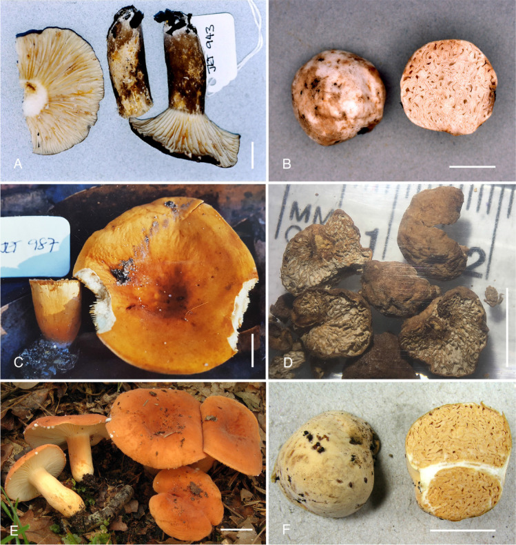 Three independent evolutionary events of sequestrate <i>Lactifluus</i> species in Australasia.