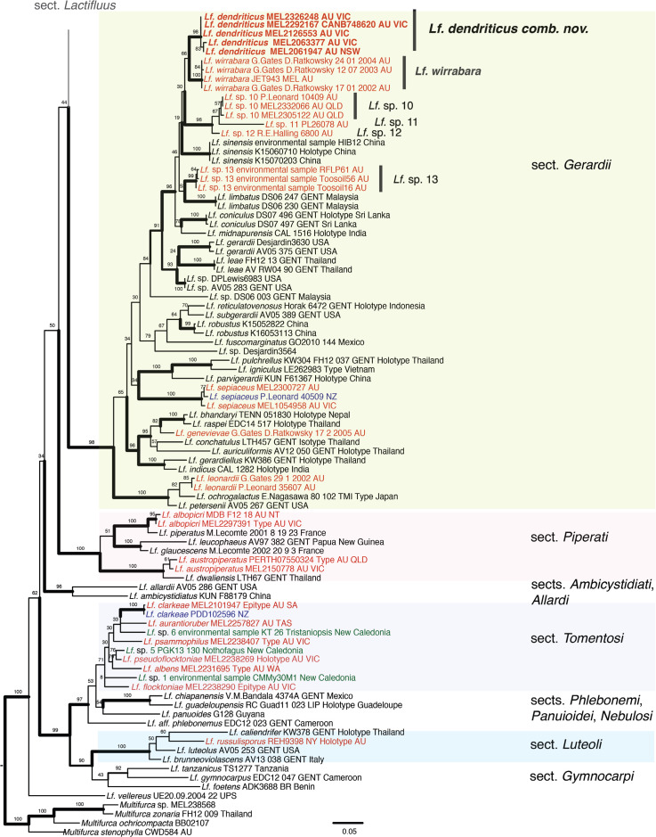 Three independent evolutionary events of sequestrate <i>Lactifluus</i> species in Australasia.