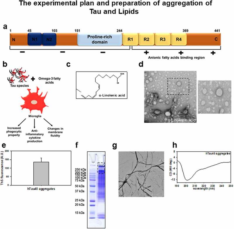 α- Linolenic acid modulates phagocytosis and endosomal pathways of extracellular Tau in microglia.