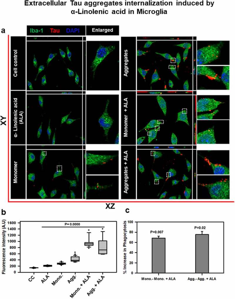 α- Linolenic acid modulates phagocytosis and endosomal pathways of extracellular Tau in microglia.