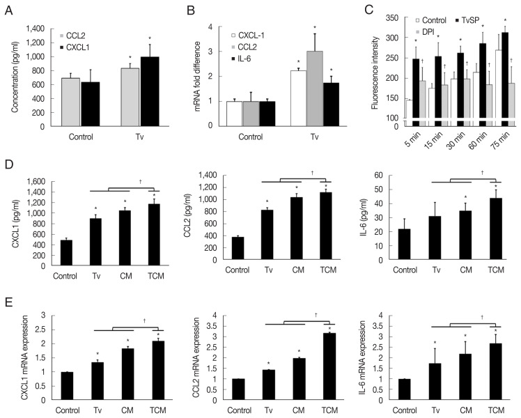 Proliferation of Mouse Prostate Cancer Cells Inflamed by Trichomonas vaginalis.