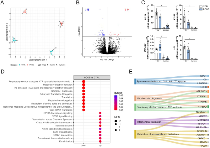 Non-cell autonomous mechanisms control mitochondrial gene dysregulation in polycystic ovary syndrome.