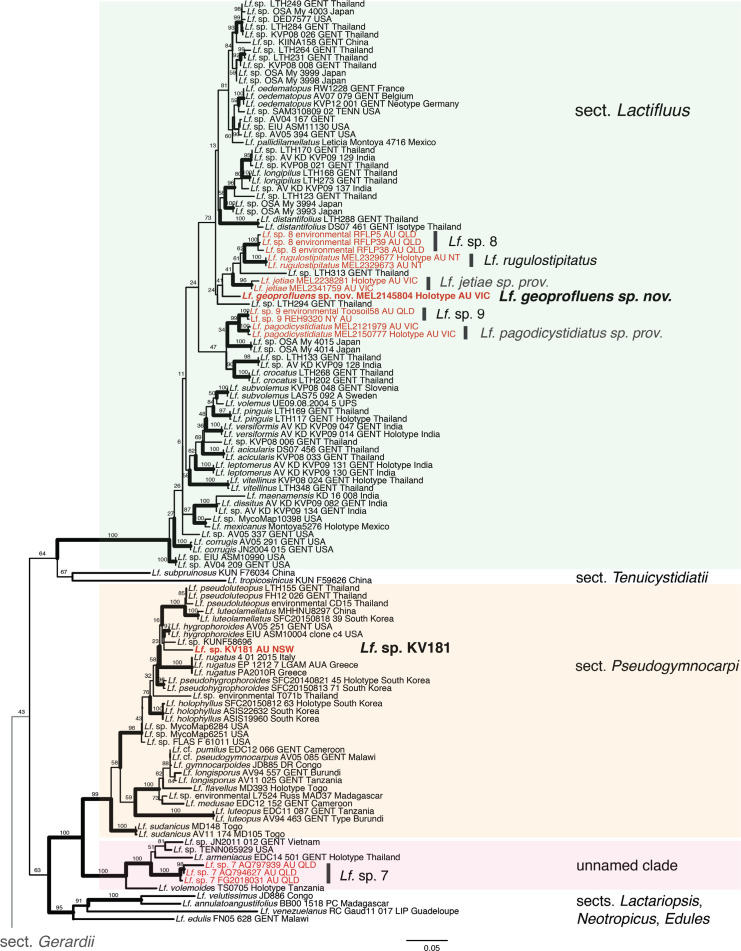 Three independent evolutionary events of sequestrate <i>Lactifluus</i> species in Australasia.