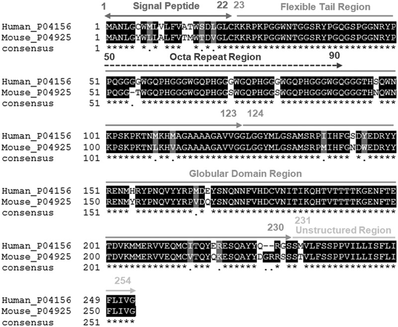 Epitope-specific anti-PrP antibody toxicity: a comparative <i>in-silico</i> study of human and mouse prion proteins.