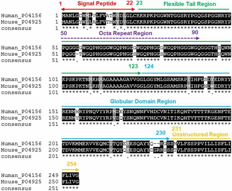 Epitope-specific anti-PrP antibody toxicity: a comparative <i>in-silico</i> study of human and mouse prion proteins.