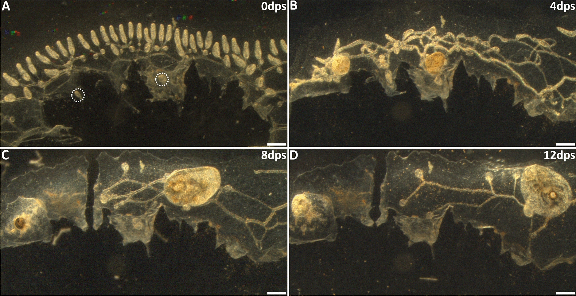 Whole body regeneration and developmental competition in two botryllid ascidians.