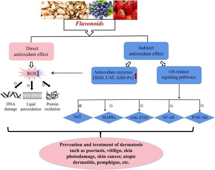 Current evidence to support the therapeutic potential of flavonoids in oxidative stress-related dermatoses.