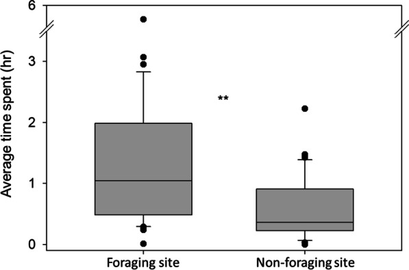 Differential time allocation of foraging workers in the subterranean termite.