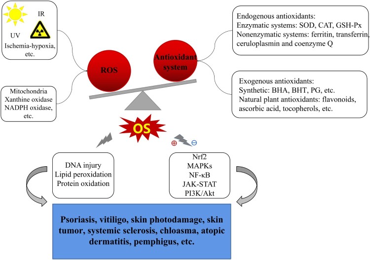 Current evidence to support the therapeutic potential of flavonoids in oxidative stress-related dermatoses.