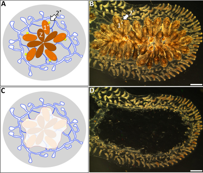 Whole body regeneration and developmental competition in two botryllid ascidians.