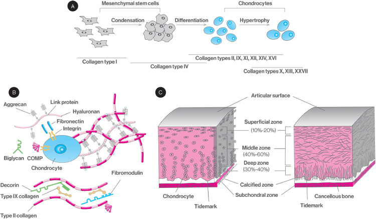 Collagen type II: From biosynthesis to advanced biomaterials for cartilage engineering