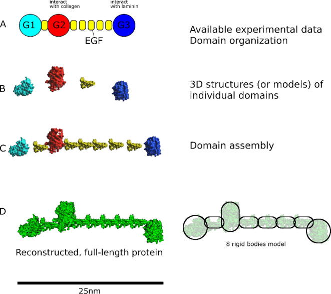 Multiscale modelling of the extracellular matrix