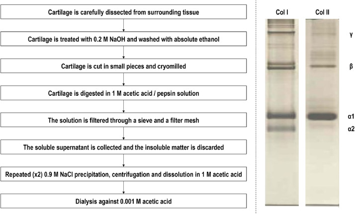 Collagen type II: From biosynthesis to advanced biomaterials for cartilage engineering