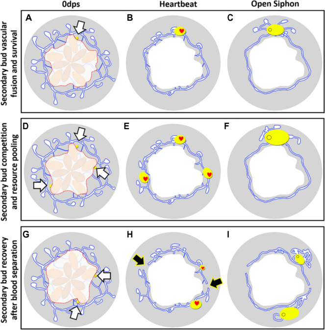 Whole body regeneration and developmental competition in two botryllid ascidians.