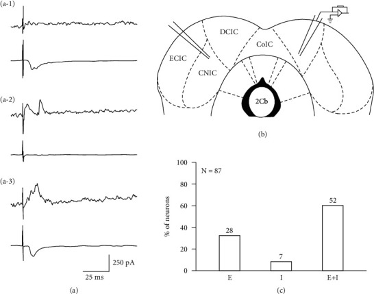 Investigation of Neuron Latency Modulated by Bilateral Inferior Collicular Interactions Using Whole-Cell Patch Clamp Recording in Brain Slices.