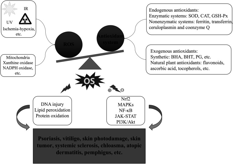 Current evidence to support the therapeutic potential of flavonoids in oxidative stress-related dermatoses.