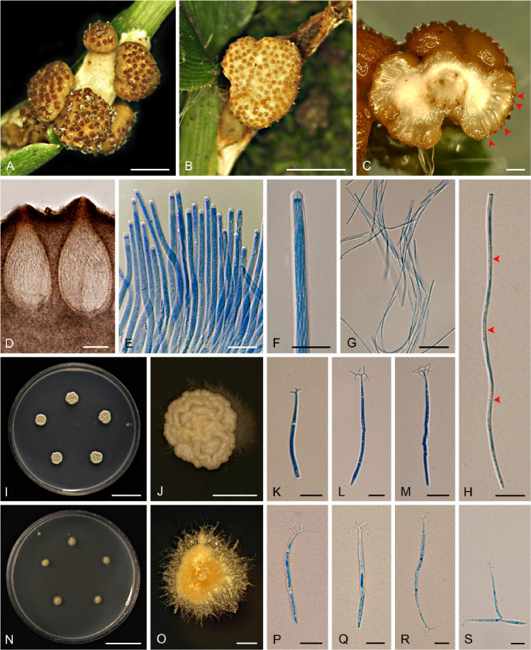 New species in <i>Aciculosporium</i>, <i>Shimizuomyces</i> and a new genus <i>Morakotia</i> associated with plants in <i>Clavicipitaceae</i> from Thailand.