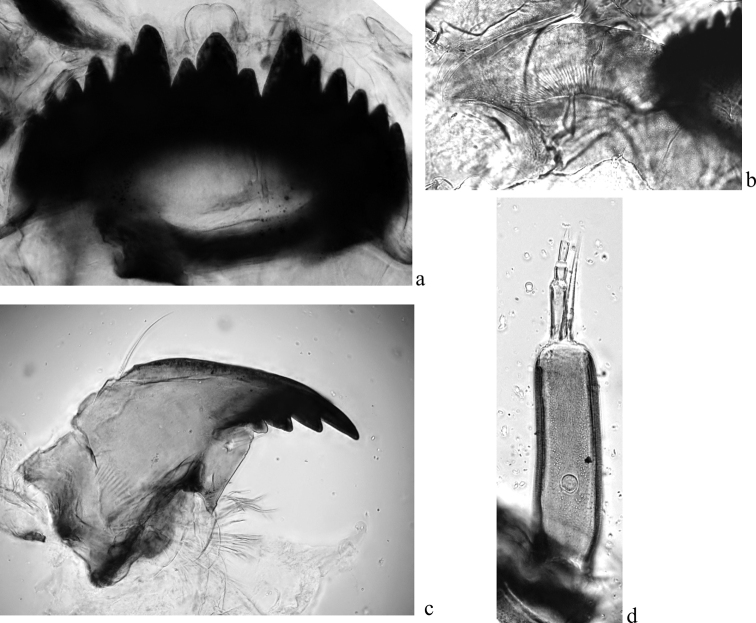 ﻿Karyotype and <i>COI</i> gene sequence of <i>Chironomusheteropilicornis</i> Wülker, 1996 (Diptera, Chironomidae) from the Gydan Peninsula, Russia.