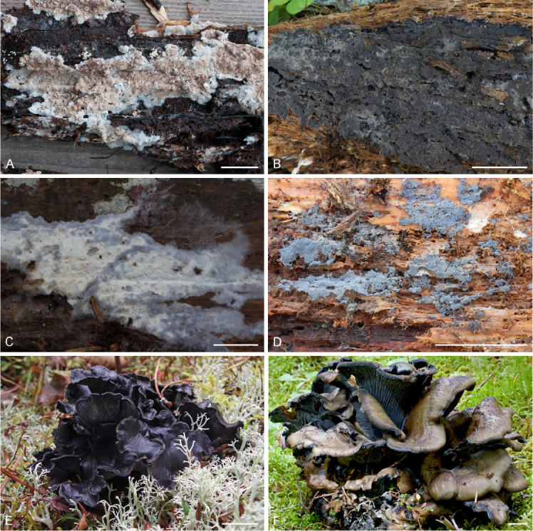 <i>Polyozellus vs. Pseudotomentella</i>: generic delimitation with a multi-gene dataset.