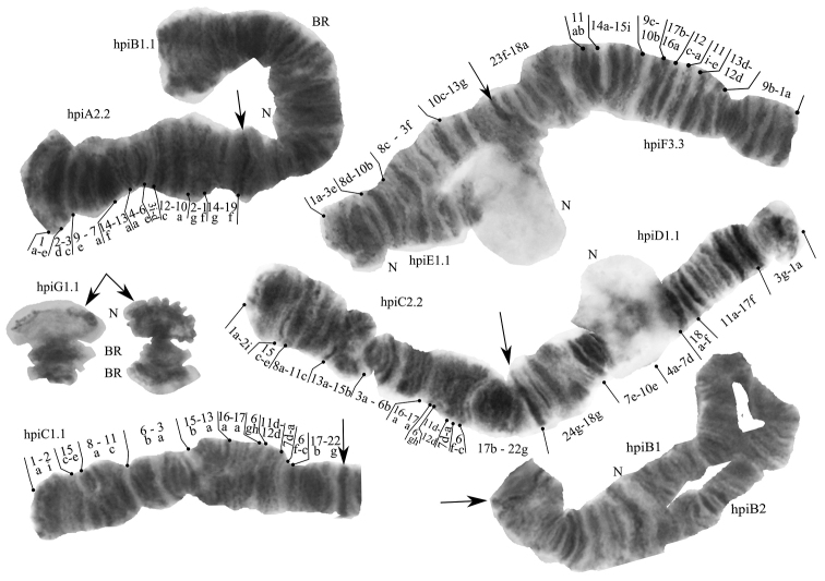 ﻿Karyotype and <i>COI</i> gene sequence of <i>Chironomusheteropilicornis</i> Wülker, 1996 (Diptera, Chironomidae) from the Gydan Peninsula, Russia.