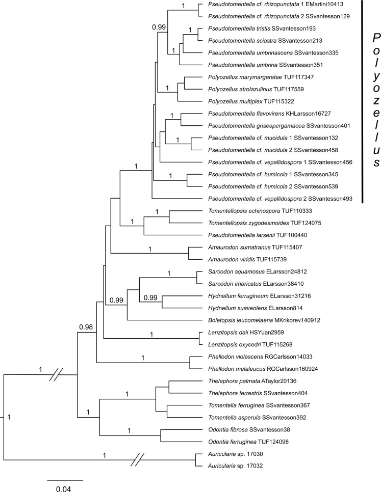 <i>Polyozellus vs. Pseudotomentella</i>: generic delimitation with a multi-gene dataset.