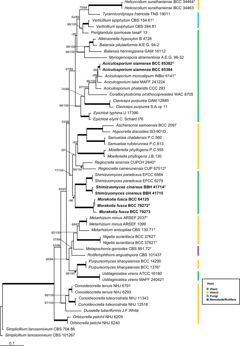 New species in <i>Aciculosporium</i>, <i>Shimizuomyces</i> and a new genus <i>Morakotia</i> associated with plants in <i>Clavicipitaceae</i> from Thailand.