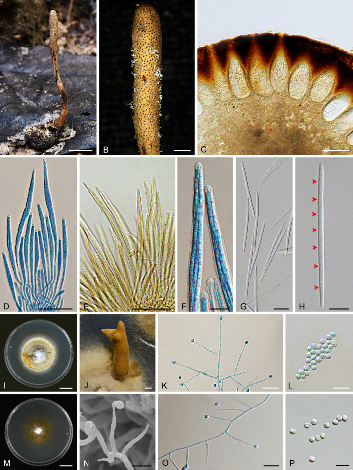 New species in <i>Aciculosporium</i>, <i>Shimizuomyces</i> and a new genus <i>Morakotia</i> associated with plants in <i>Clavicipitaceae</i> from Thailand.