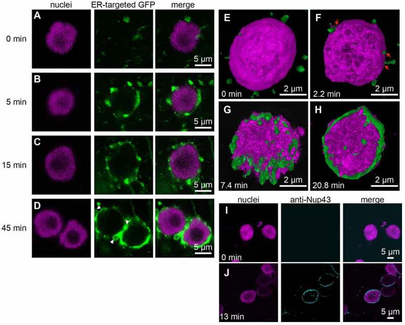 <i>In vitro</i> assembly of nuclear envelope in tobacco cultured cells.