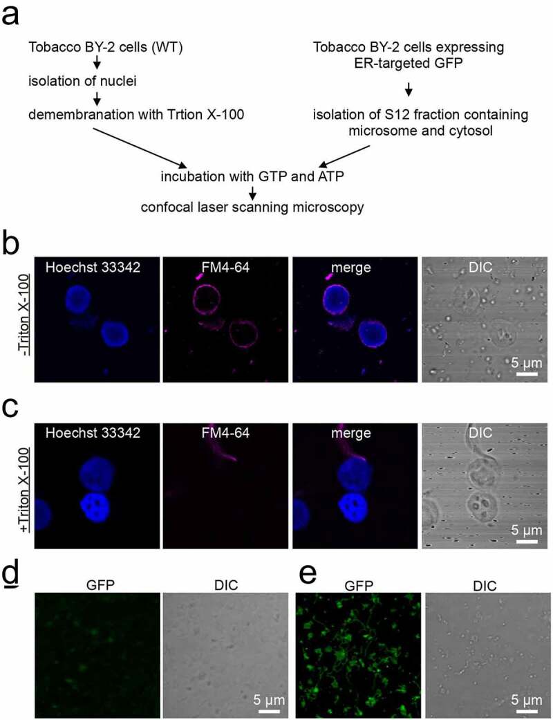 <i>In vitro</i> assembly of nuclear envelope in tobacco cultured cells.