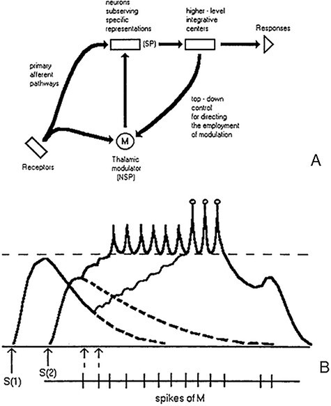 Representational 'touch' and modulatory 'retouch'-two necessary neurobiological processes in thalamocortical interaction for conscious experience.