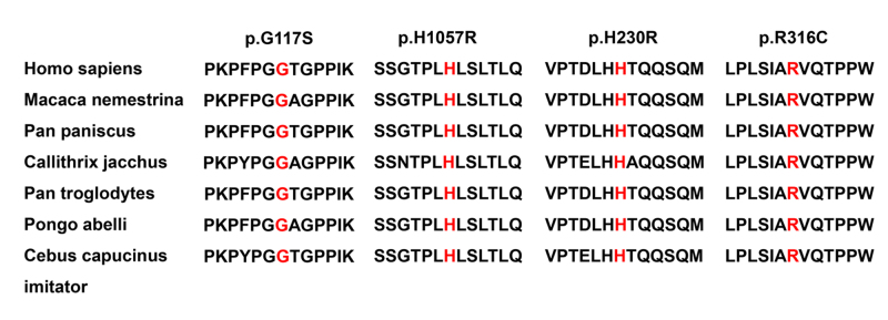 Evaluation of <i>MYRF</i> as a candidate gene for primary angle closure glaucoma.