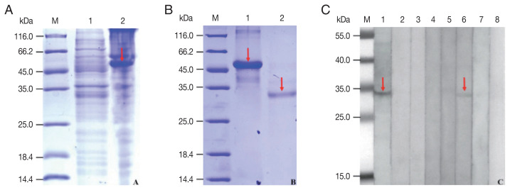 Proteomic and Immunological Identification of Diagnostic Antigens from Spirometra erinaceieuropaei Plerocercoid.