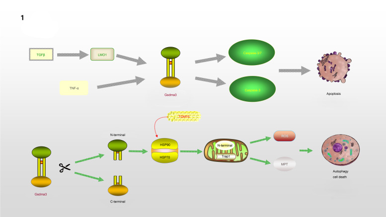 GSDMD-mediated pyroptosis: a critical mechanism of diabetic nephropathy.