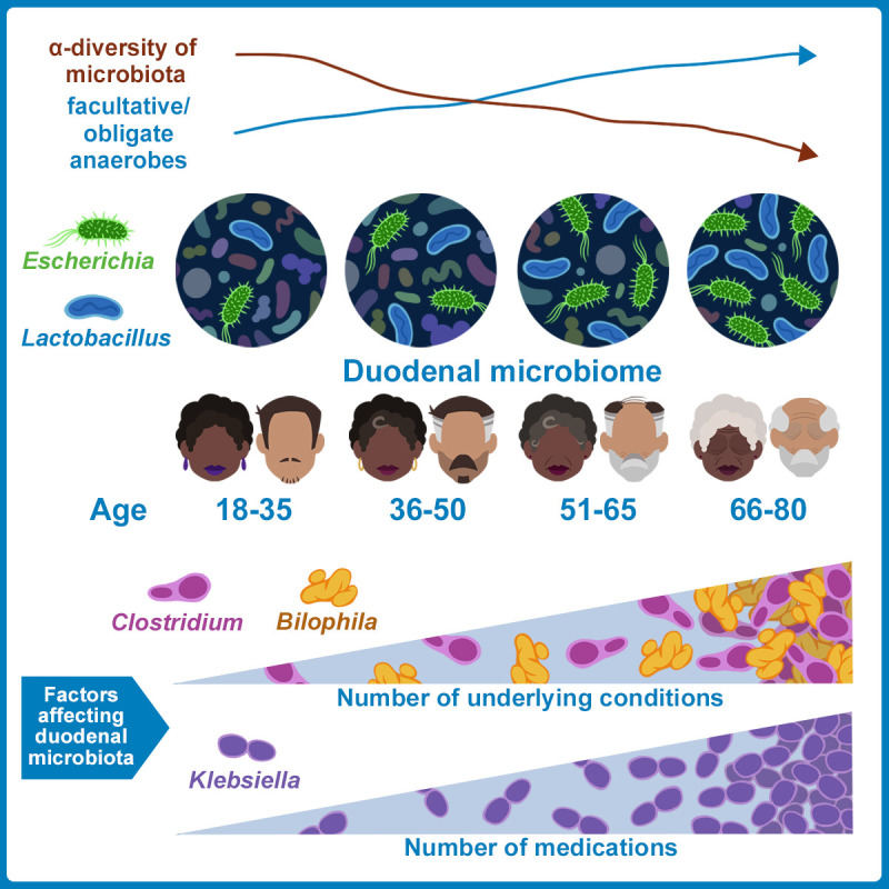 The small bowel microbiome changes significantly with age and aspects of the ageing process.