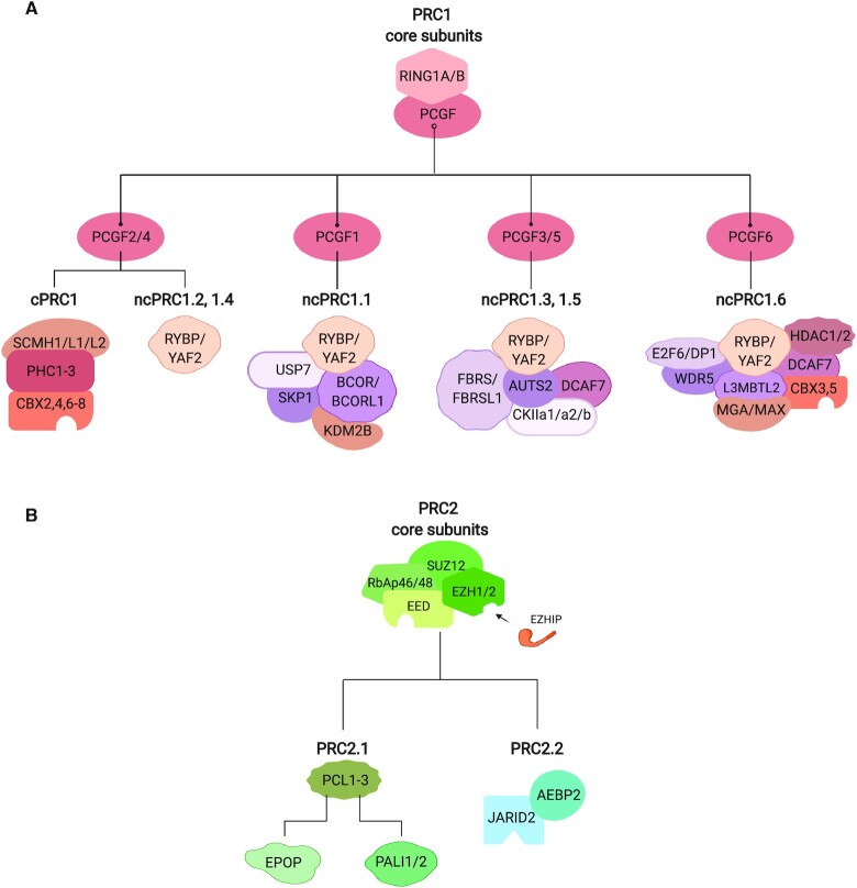 Polycomb group proteins in cancer: multifaceted functions and strategies for modulation.