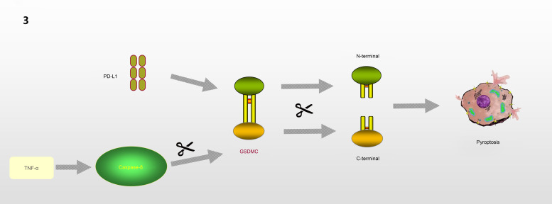 GSDMD-mediated pyroptosis: a critical mechanism of diabetic nephropathy.