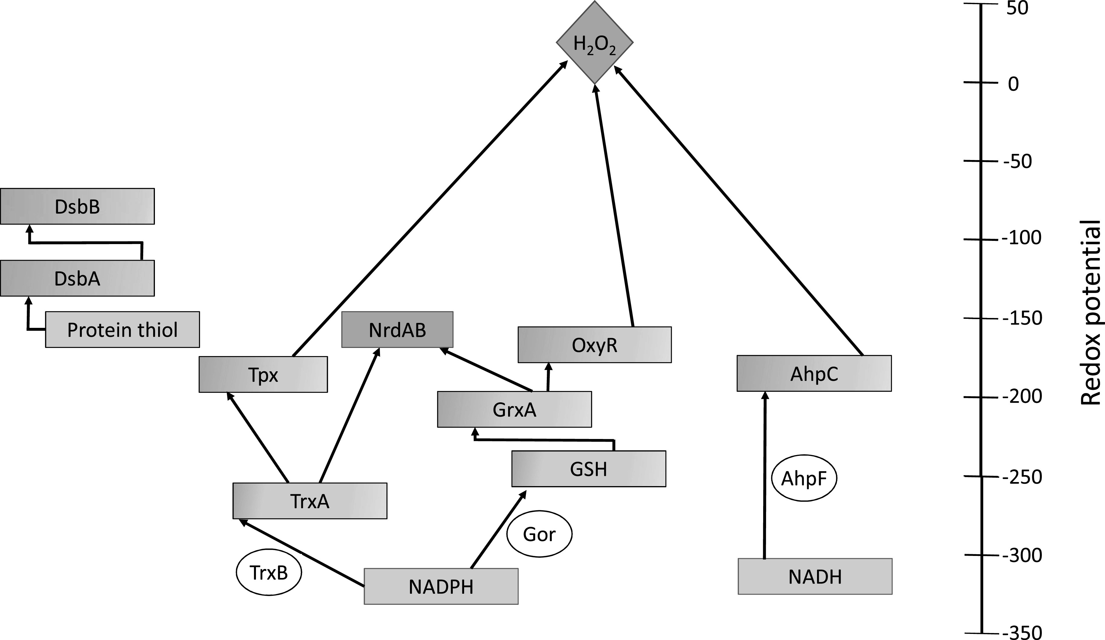 Can thiol-based redox systems be utilized as parts for synthetic biology applications?