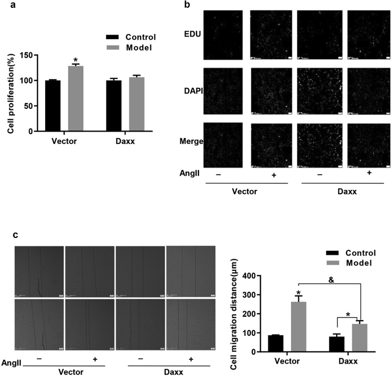 Nicotinate-curcumin inhibits AngII-induced vascular smooth muscle cell phenotype switching by upregulating Daxx expression.