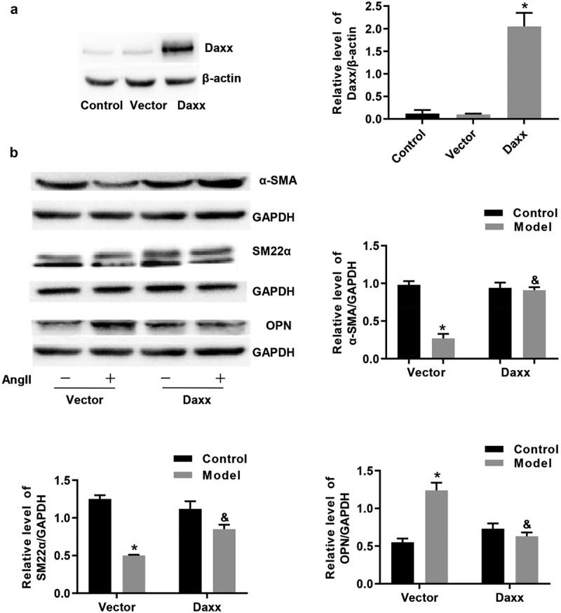 Nicotinate-curcumin inhibits AngII-induced vascular smooth muscle cell phenotype switching by upregulating Daxx expression.